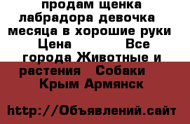 продам щенка лабрадора девочка 2 месяца в хорошие руки › Цена ­ 8 000 - Все города Животные и растения » Собаки   . Крым,Армянск